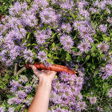 Load image into Gallery viewer, Bee Balm-Dried (2 oz.)