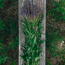 Load image into Gallery viewer, Blue Vervain-Dried (2 oz.)
