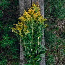 Load image into Gallery viewer, Goldenrod-Dried (2 oz.)